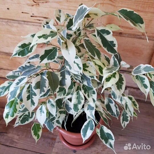 Фикус, Пеларгония и