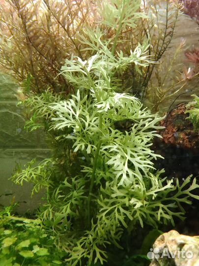 Аквариумные растения