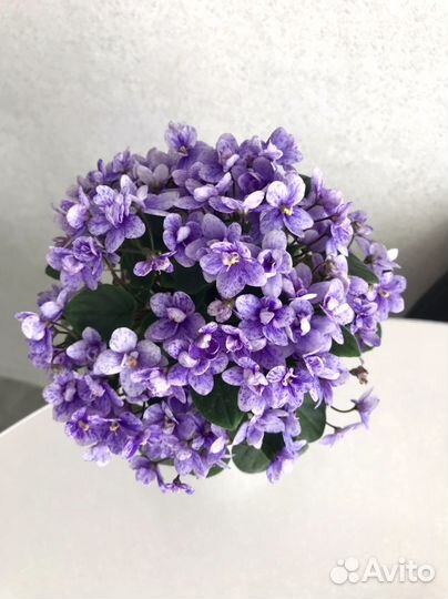 Фиалка сенполия