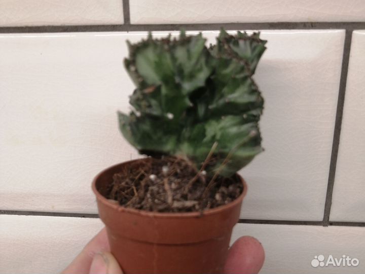 Эуфорбия лактея кристата