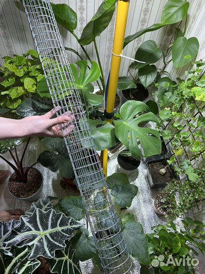 Тотем для растений