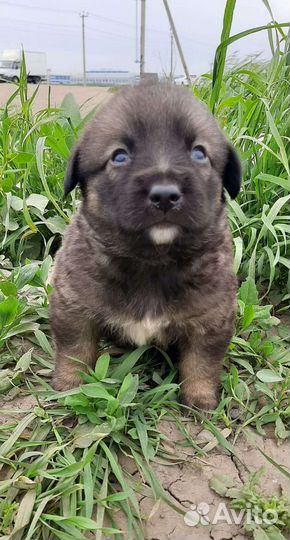 Щенки в добрые руки