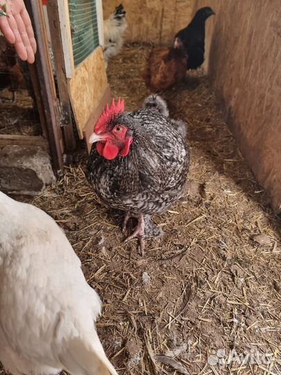 Породные петухи 5 мес