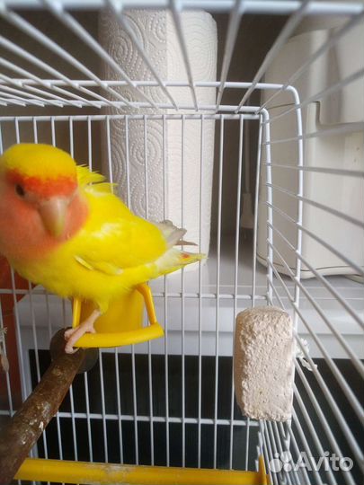 Попугай ручной неразлучник с клеткой