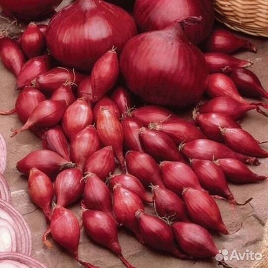 Лук севок ред барон