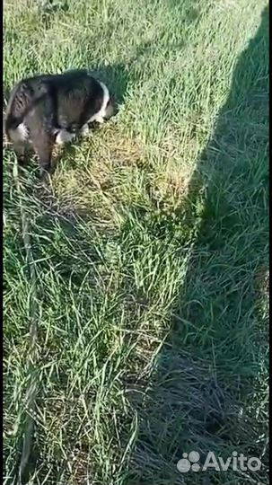 Русско европейская лайка