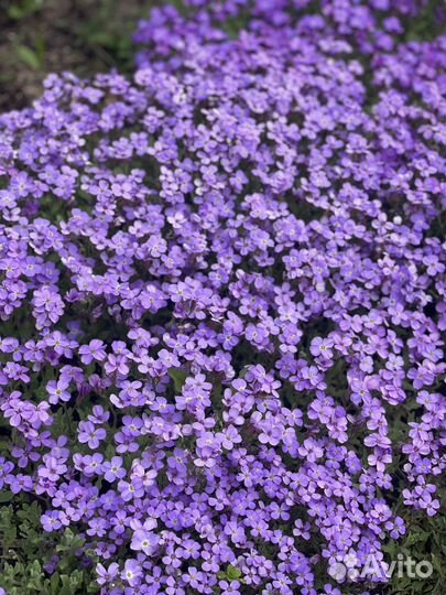 Цветы многолетние садовые