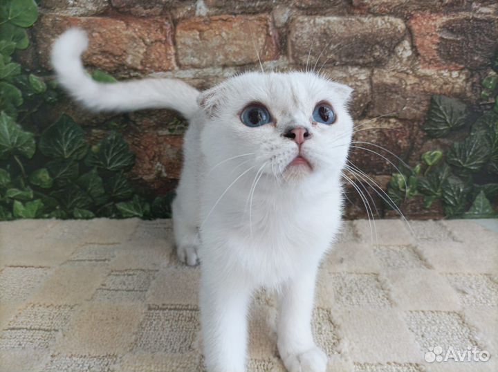 Шотландцы