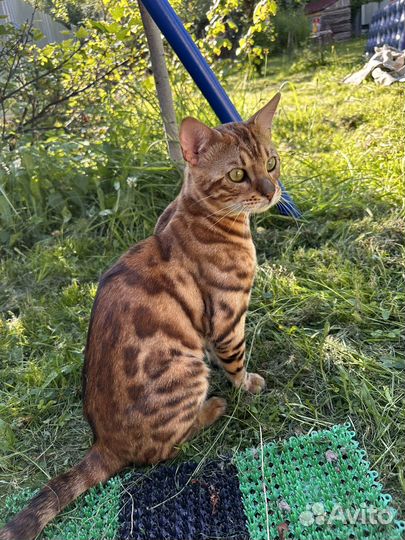 Бенгальский кот