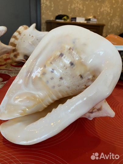 Ракушки из Индийского океана