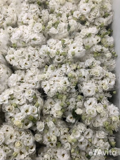 Эустома оптом