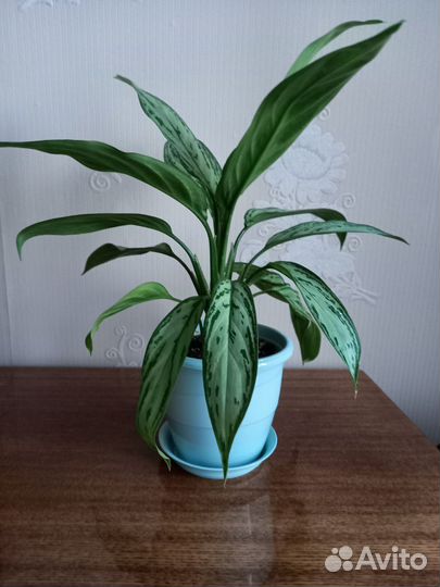 Аглаонема Сильвер квин