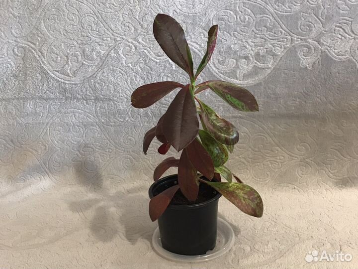 Синадениум granta