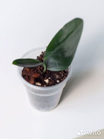 Сциндапсус мунлайт, дарк форм