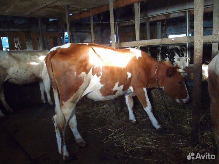 Телки стельные