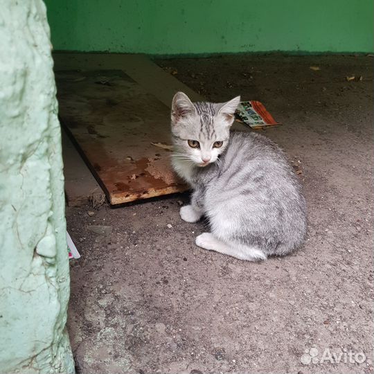 Котенок