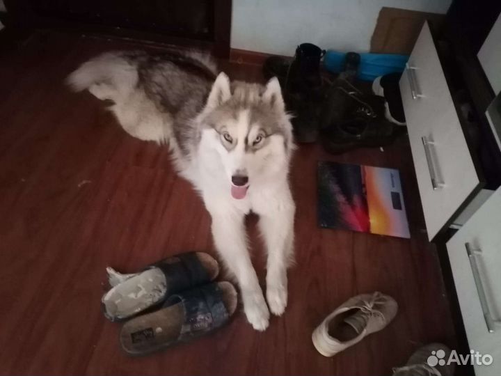 Сибирский хаски вязка