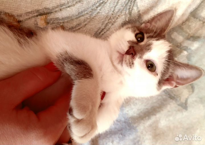 Котенок с зелёными глазами