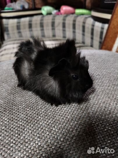 Морская свинка