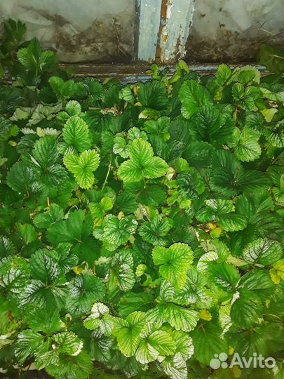 Рассада клубники