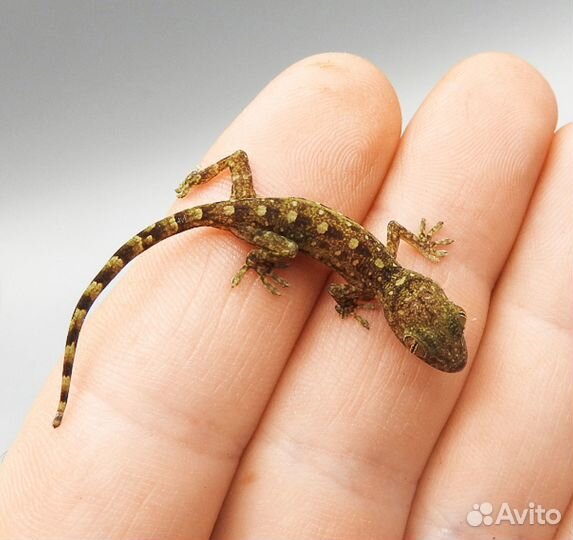 Новый вид гекконов в террариуме: Gekko canaensis