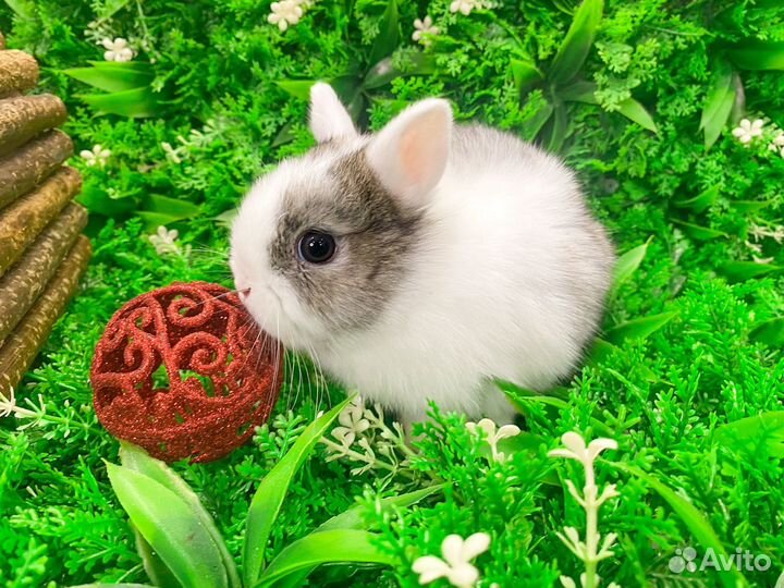 Мини карликовый кролик