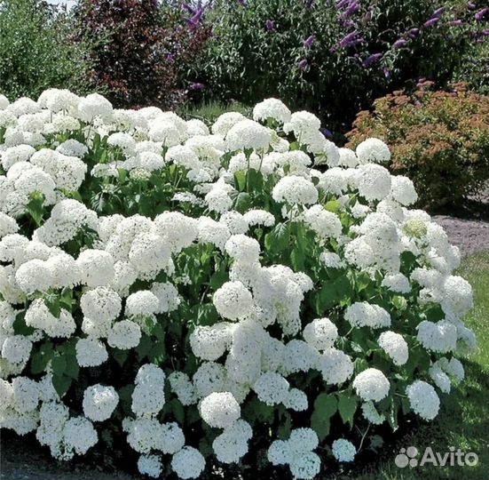 Гортензия древовидная Аннабель