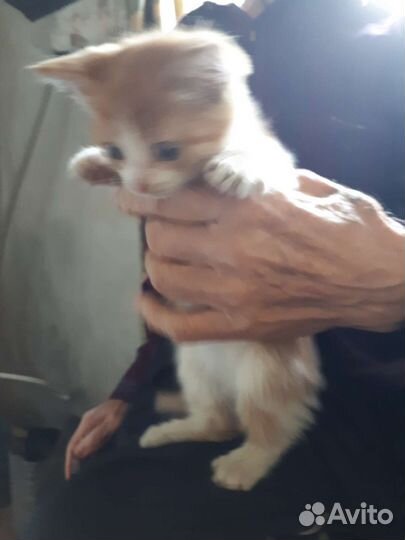 Кошка в дар