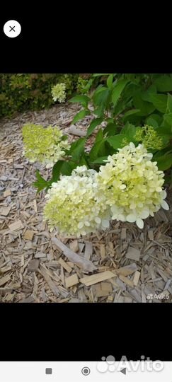 Гортензия, спирея, лапчатка