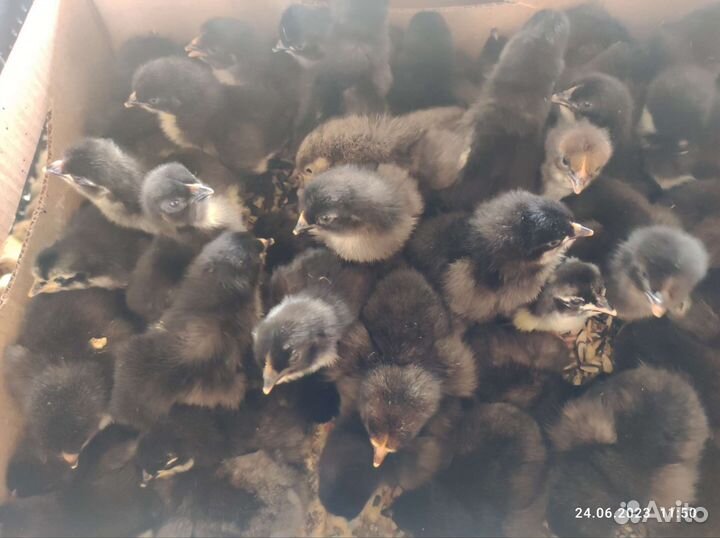 Цыплята суточные
