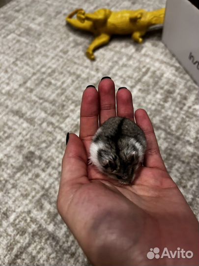 Джунгарский хомяк маленький