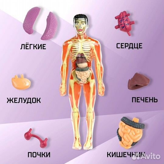 Набор для опытов, анатомия человека