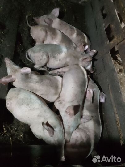 Поросята