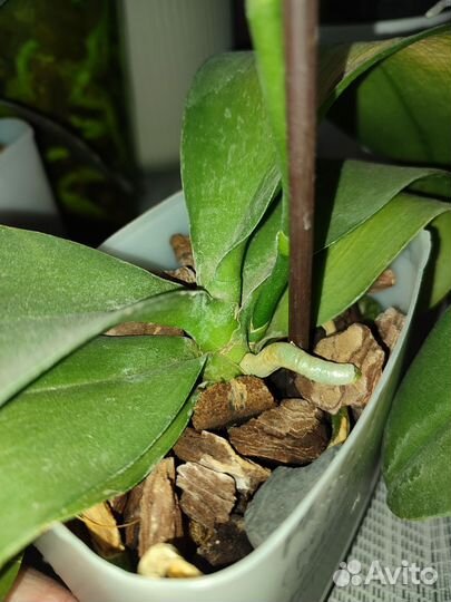 Орхидея фаленопсис бабочка