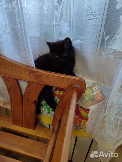 Кошечка в дар