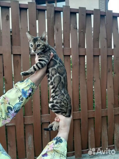 Бенгальские котята