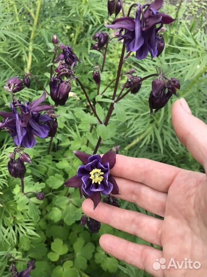 Аквилегия, роджерсия конскокаштановая