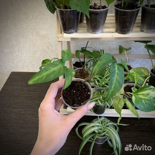 Обмен комнатными растениями