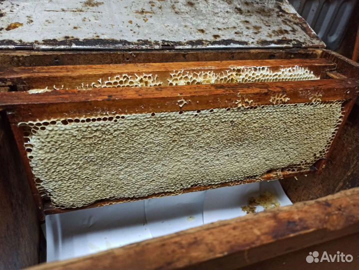 Забрус, мед 2023