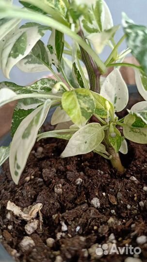 Острый перец комнатный