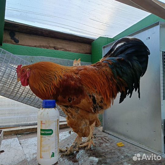 Петухи молодые Брама и помесные