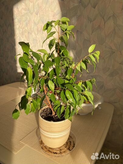 Фикус бенджамина