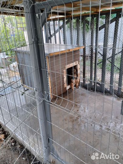 Передержка собак