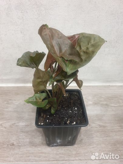 Сингониум Броканте