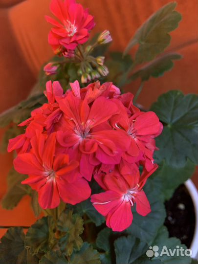 Пеларгонии