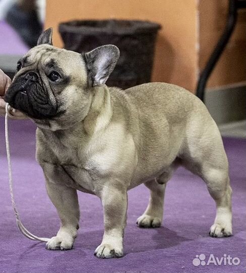 Французский бульдог кабель вязка Чемпион