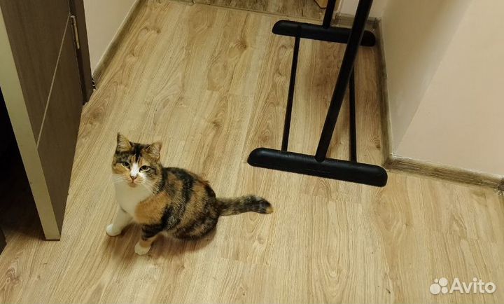 Молодая кошка ищет дом