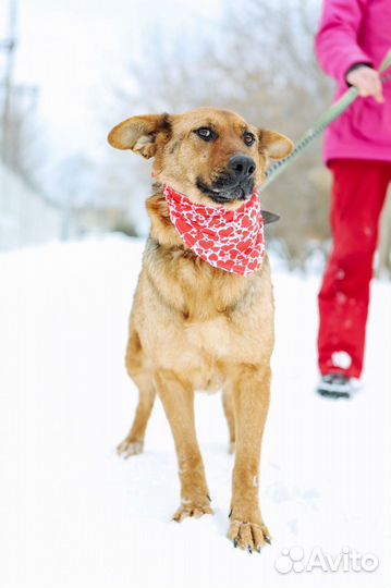 Собака Забава добрая девочка ждет своего человека