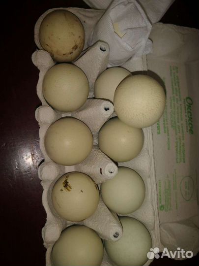 Инкубационное яйцо