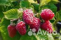 Малина саженцы